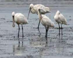 The bay is home to over 19 thousand birds belonging to 330 families and about 100 species. Some of the endangered species of birds like the Chinese Eg